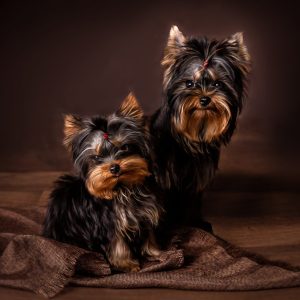 FOTOS DE MASCOTAS, Inmortaliza el espíritu de tus compañeros peludos con amor y profesionalidad.